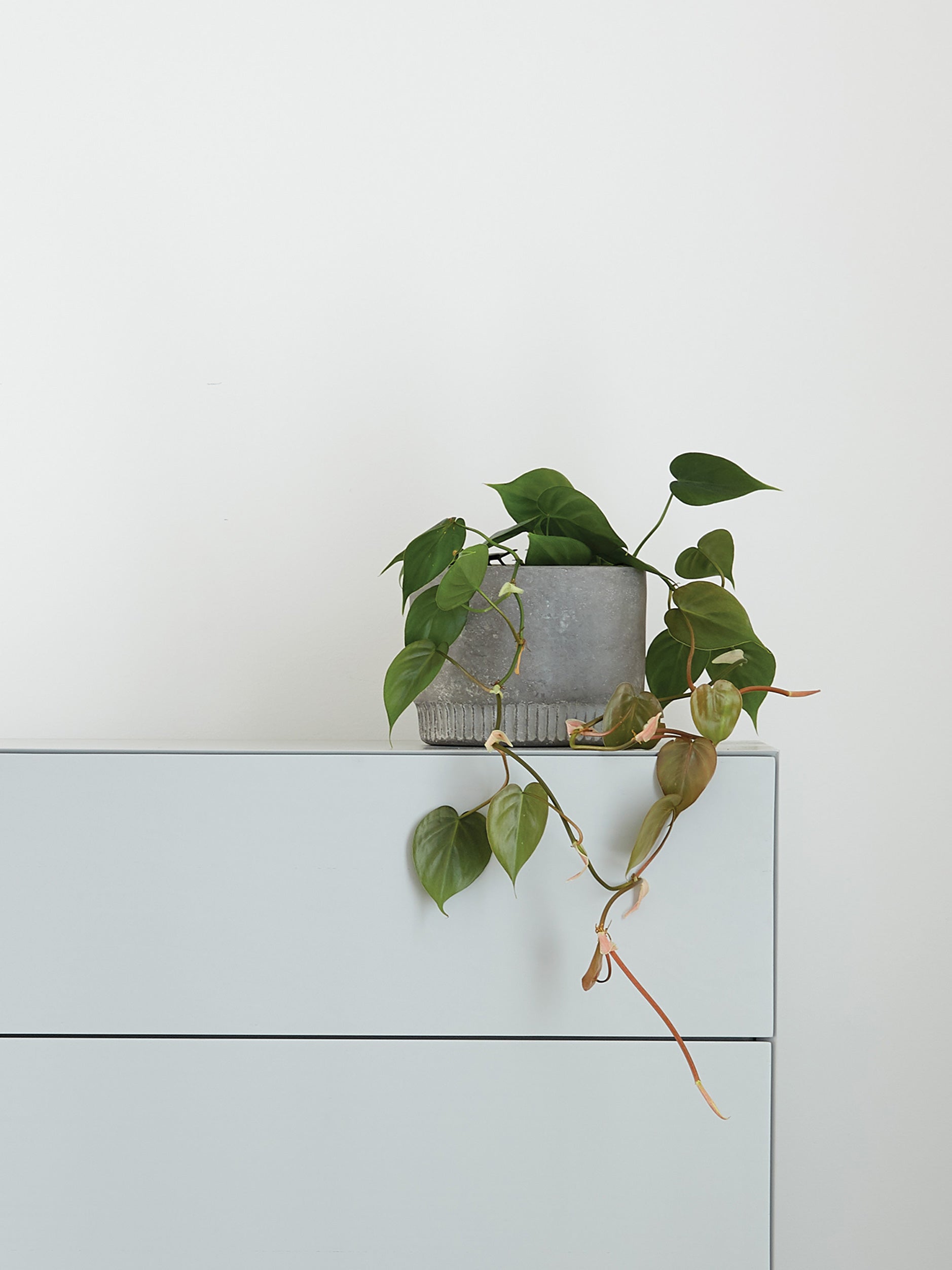 Harvest Planter Ash / Small